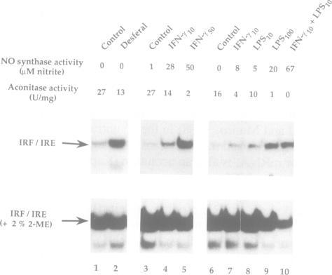 https://cdn.ncbi.nlm.nih.gov/pmc/blobs/9645/413640/e85efed1099e/emboj00081-0293-b.jpg
