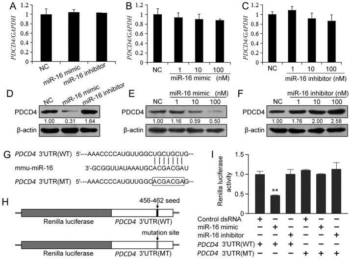 https://cdn.ncbi.nlm.nih.gov/pmc/blobs/9645/4790696/59795ad59314/IJMM-37-04-0967-g02.jpg