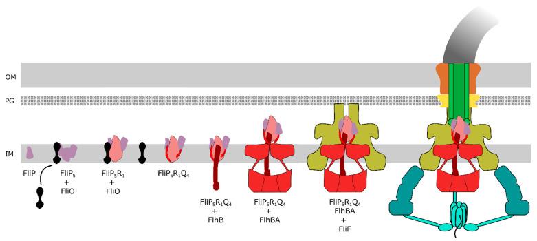 https://cdn.ncbi.nlm.nih.gov/pmc/blobs/9649/7911332/4ee9be35e8ee/biomolecules-11-00186-g002.jpg