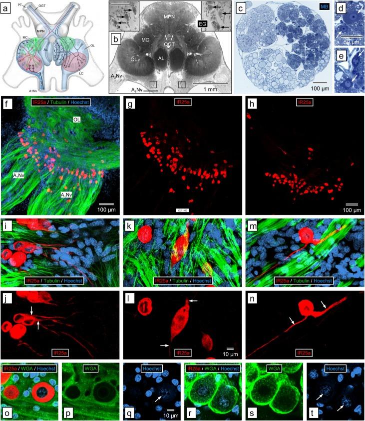 https://cdn.ncbi.nlm.nih.gov/pmc/blobs/964a/6150509/2c13c0dada0b/pone.0203935.g007.jpg