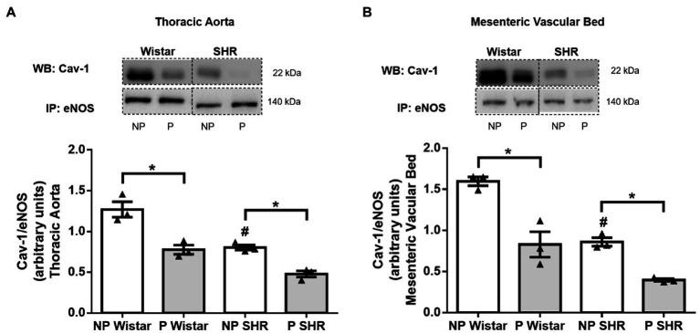https://cdn.ncbi.nlm.nih.gov/pmc/blobs/964b/8631196/65dfe698aa33/fphys-12-760237-g007.jpg