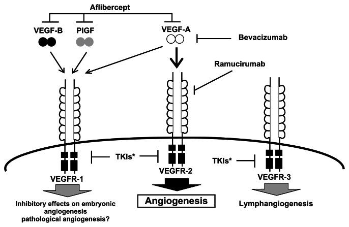https://cdn.ncbi.nlm.nih.gov/pmc/blobs/964c/3685399/202dc5db799d/cmar-5-103f2.jpg