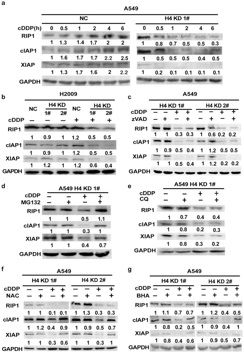 https://cdn.ncbi.nlm.nih.gov/pmc/blobs/964c/5282510/574004e449bd/srep41715-f4.jpg