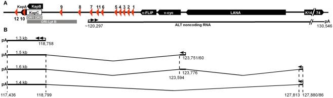 https://cdn.ncbi.nlm.nih.gov/pmc/blobs/964d/3342587/17e8dc2c9a91/fmicb-03-00165-g002.jpg