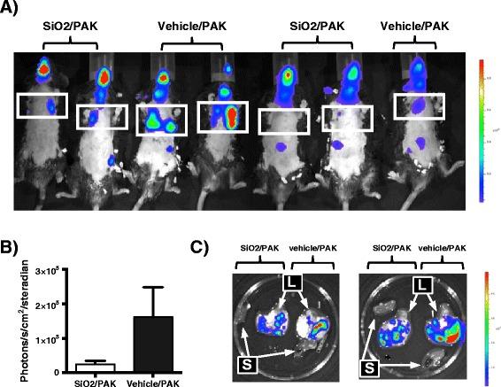 https://cdn.ncbi.nlm.nih.gov/pmc/blobs/964d/4318199/1204f98816af/12989_2014_78_Fig6_HTML.jpg
