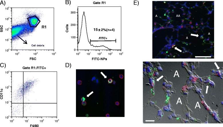 https://cdn.ncbi.nlm.nih.gov/pmc/blobs/964d/4318199/2dfa4a7a730a/12989_2014_78_Fig3_HTML.jpg