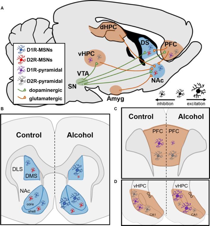 https://cdn.ncbi.nlm.nih.gov/pmc/blobs/9651/7759199/fd0c3c70a79e/fnbeh-14-593860-g0001.jpg