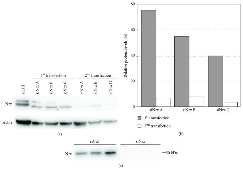 https://cdn.ncbi.nlm.nih.gov/pmc/blobs/9652/6280245/1cb00e4a1638/OMCL2018-4829872.001.jpg