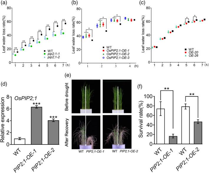 https://cdn.ncbi.nlm.nih.gov/pmc/blobs/9656/11383329/aa48b9774203/PBI-20-1743-g004.jpg