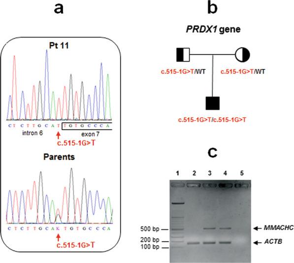 https://cdn.ncbi.nlm.nih.gov/pmc/blobs/965d/8254308/a4ff7d4a7c9d/13148_2021_1117_Fig1_HTML.jpg