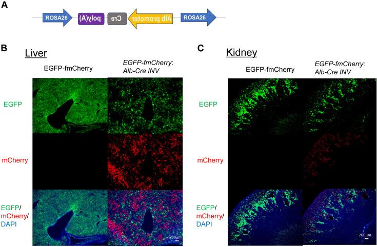 https://cdn.ncbi.nlm.nih.gov/pmc/blobs/9661/12270594/a6a63c4ff9c9/expanim-74-328-g003.jpg
