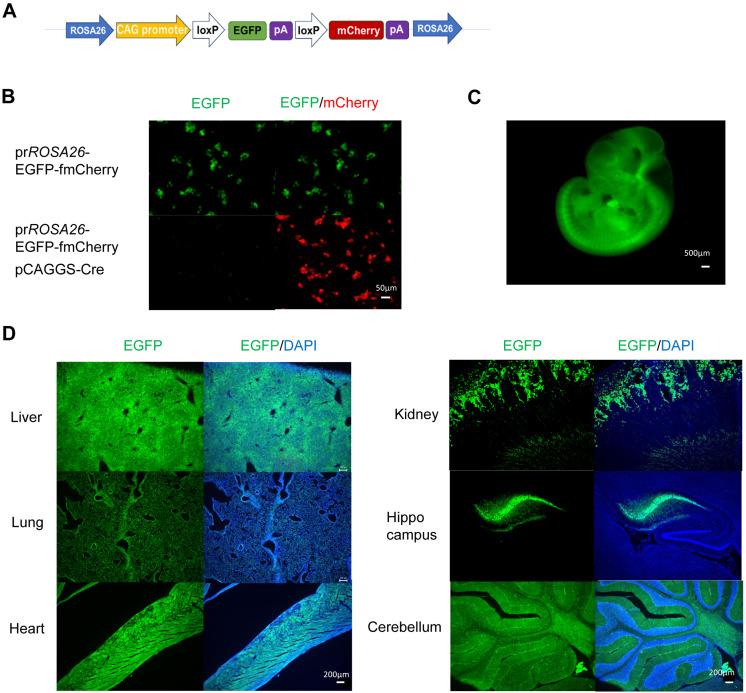https://cdn.ncbi.nlm.nih.gov/pmc/blobs/9661/12270594/d57e207572dc/expanim-74-328-g001.jpg