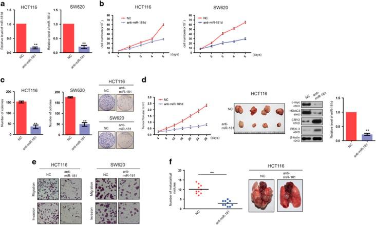 https://cdn.ncbi.nlm.nih.gov/pmc/blobs/9667/5550850/1064b1cd880a/cddis2017300f2.jpg