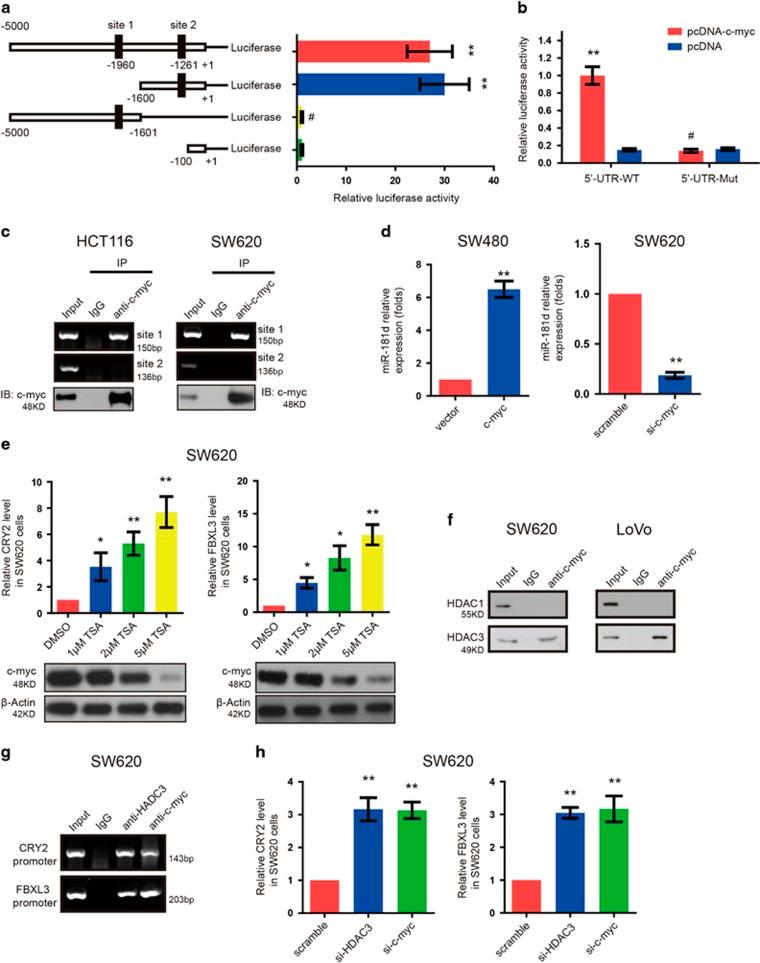 https://cdn.ncbi.nlm.nih.gov/pmc/blobs/9667/5550850/5777926d34ef/cddis2017300f7.jpg