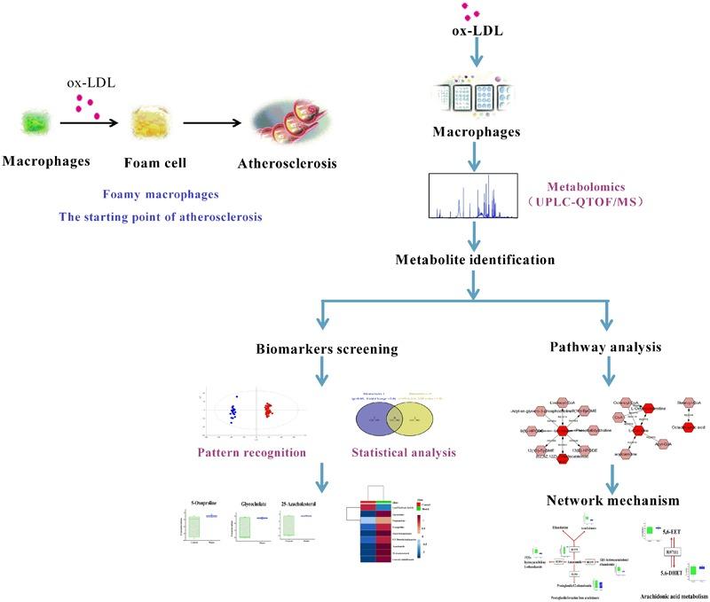 https://cdn.ncbi.nlm.nih.gov/pmc/blobs/9668/5583968/bb7c2424e801/fphar-08-00586-g001.jpg