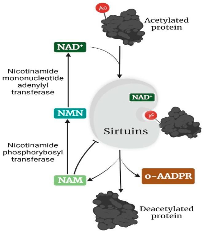 https://cdn.ncbi.nlm.nih.gov/pmc/blobs/966c/9600935/28e11d6cc01c/cancers-14-05118-g001.jpg