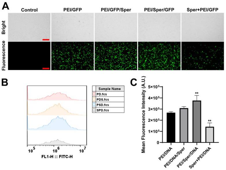 https://cdn.ncbi.nlm.nih.gov/pmc/blobs/966d/11768368/55788879af67/pharmaceutics-17-00131-g003.jpg