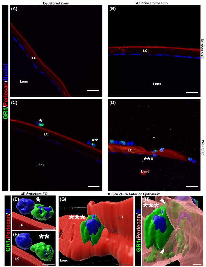 https://cdn.ncbi.nlm.nih.gov/pmc/blobs/966e/7384020/aaa2883e5778/FSB2-34-9316-g009.jpg