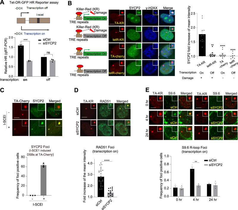 https://cdn.ncbi.nlm.nih.gov/pmc/blobs/966f/10881575/402b5919845d/41467_2024_45693_Fig3_HTML.jpg