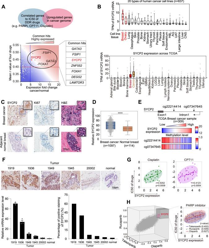 https://cdn.ncbi.nlm.nih.gov/pmc/blobs/966f/10881575/ad95418d2fc9/41467_2024_45693_Fig1_HTML.jpg