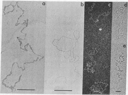 https://cdn.ncbi.nlm.nih.gov/pmc/blobs/9672/433007/5564ec296b3c/pnas00052-0173-a.jpg