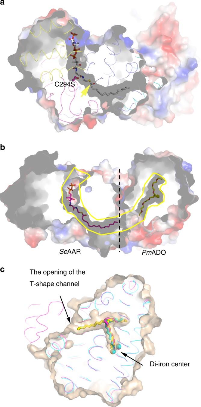 https://cdn.ncbi.nlm.nih.gov/pmc/blobs/9677/7089970/a8da810058dc/41467_2020_15268_Fig4_HTML.jpg