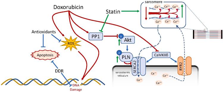 https://cdn.ncbi.nlm.nih.gov/pmc/blobs/9678/9764135/0e903864bc2b/gr4.jpg