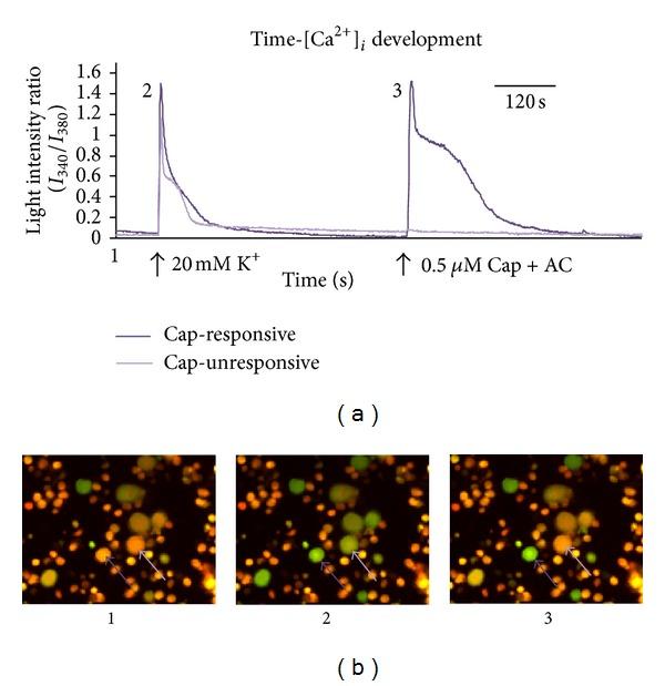 https://cdn.ncbi.nlm.nih.gov/pmc/blobs/967a/3639628/34c4d4a3acc5/IJE2013-532850.002.jpg