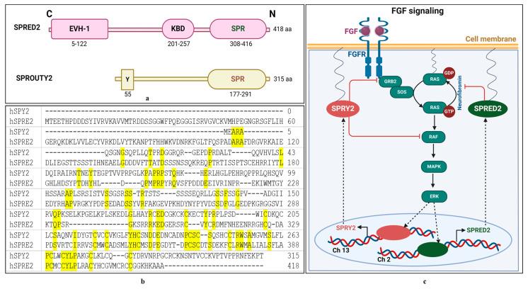 https://cdn.ncbi.nlm.nih.gov/pmc/blobs/9680/11507918/4c53c2ff7751/ijms-25-11043-g008.jpg