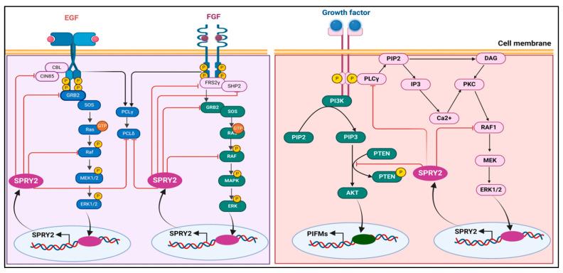 https://cdn.ncbi.nlm.nih.gov/pmc/blobs/9680/11507918/abe300d24c73/ijms-25-11043-g007.jpg