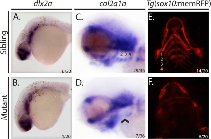 https://cdn.ncbi.nlm.nih.gov/pmc/blobs/9682/5501617/34c23492a459/pone.0180856.g003.jpg