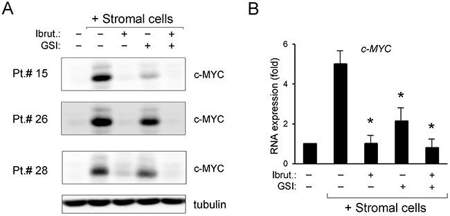 https://cdn.ncbi.nlm.nih.gov/pmc/blobs/9682/5601728/16cf65e10a5e/oncotarget-08-59235-g004.jpg