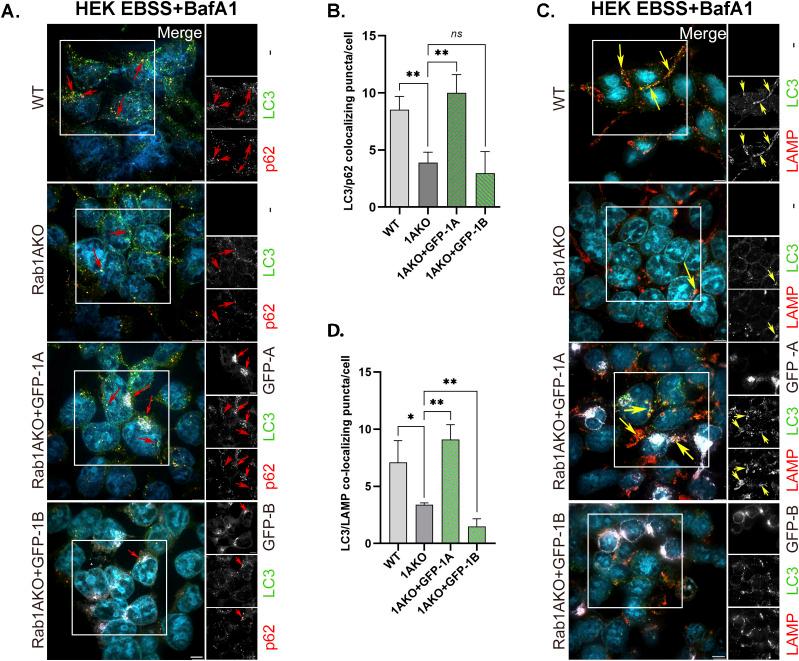 https://cdn.ncbi.nlm.nih.gov/pmc/blobs/9685/9939007/123473e119ef/LSA-2022-01810_Fig6.jpg