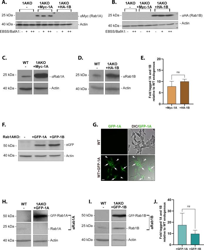 https://cdn.ncbi.nlm.nih.gov/pmc/blobs/9685/9939007/414d3df11aaa/LSA-2022-01810_FigS2.jpg