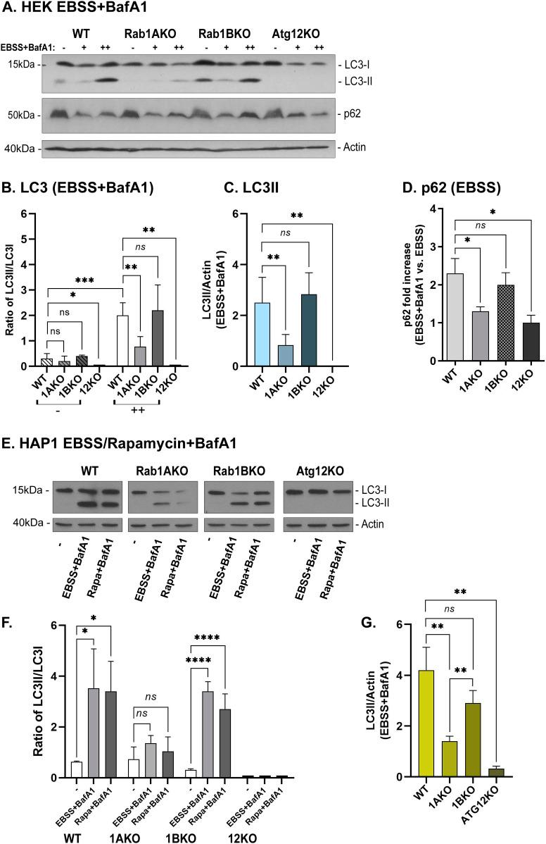 https://cdn.ncbi.nlm.nih.gov/pmc/blobs/9685/9939007/5a958cdb76c7/LSA-2022-01810_Fig3.jpg