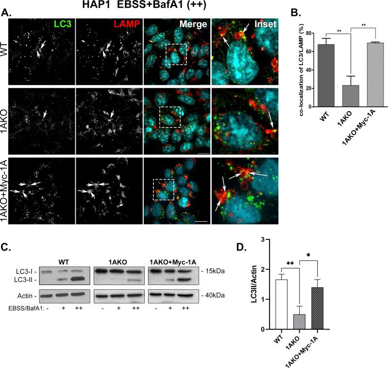 https://cdn.ncbi.nlm.nih.gov/pmc/blobs/9685/9939007/6cfa08ea6b3b/LSA-2022-01810_FigS7.jpg