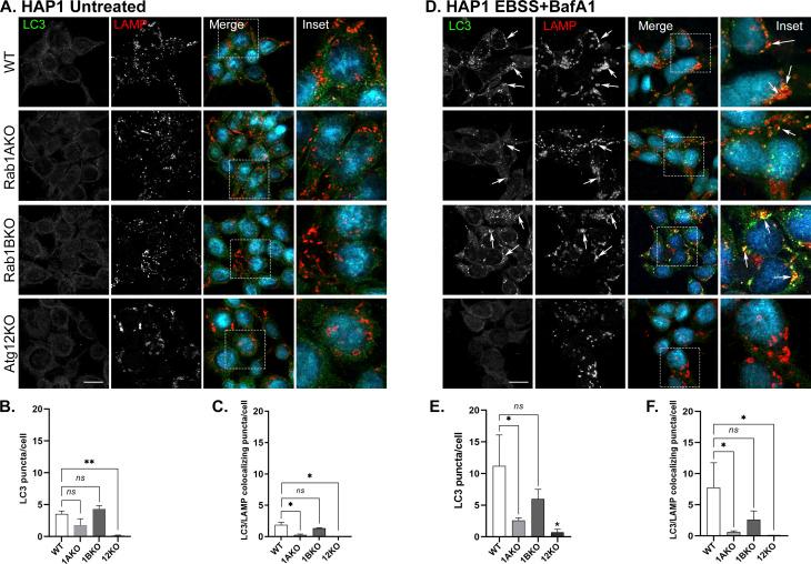 https://cdn.ncbi.nlm.nih.gov/pmc/blobs/9685/9939007/d682a8427480/LSA-2022-01810_FigS5.jpg