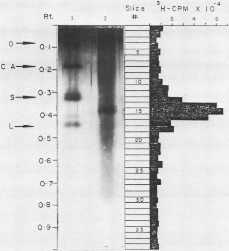 https://cdn.ncbi.nlm.nih.gov/pmc/blobs/9687/263268/a6a1b4493385/iai00125-0195-a.jpg