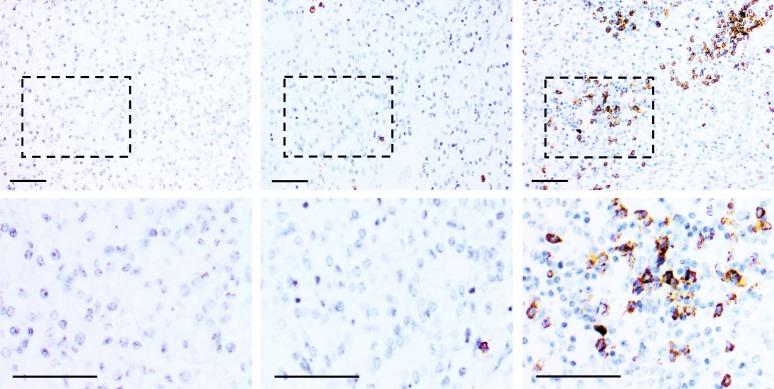 https://cdn.ncbi.nlm.nih.gov/pmc/blobs/9691/6189087/9a025365f64e/41416_2018_266_Fig1_HTML.jpg