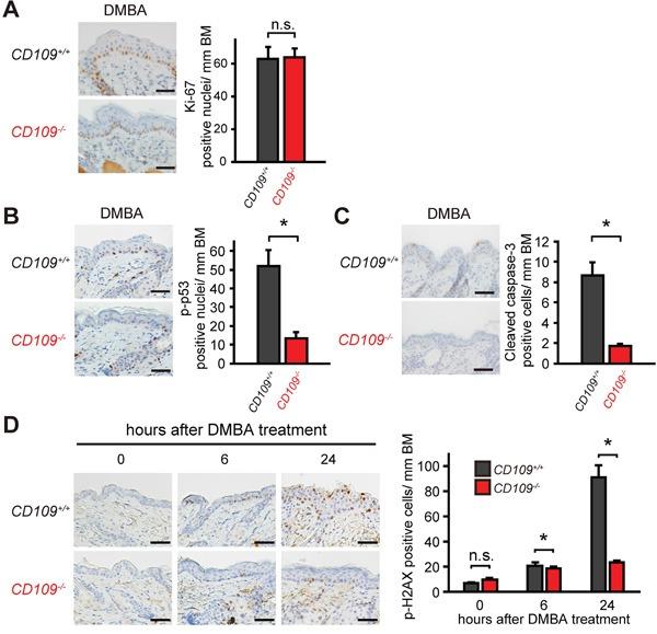 https://cdn.ncbi.nlm.nih.gov/pmc/blobs/9692/5347736/6193037d26c9/oncotarget-07-82836-g005.jpg
