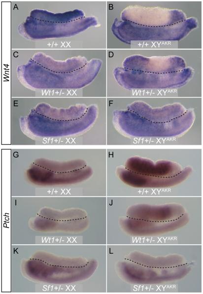 https://cdn.ncbi.nlm.nih.gov/pmc/blobs/9693/3320579/91829c993e93/pgen.1002569.g002.jpg