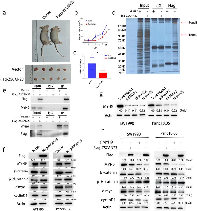 https://cdn.ncbi.nlm.nih.gov/pmc/blobs/9696/10793710/51f1dd5bc355/KCBT_A_2302924_F0004_OC.jpg