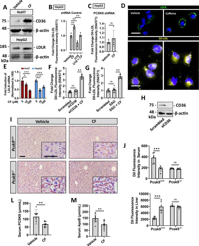 https://cdn.ncbi.nlm.nih.gov/pmc/blobs/9698/8828868/b7c8d4442c29/41467_2022_28240_Fig6a_HTML.jpg