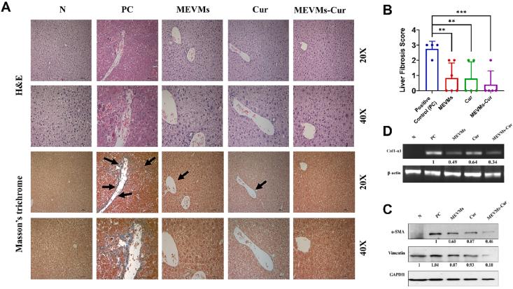https://cdn.ncbi.nlm.nih.gov/pmc/blobs/969b/11535984/85dc5ec8c7c1/gr6.jpg