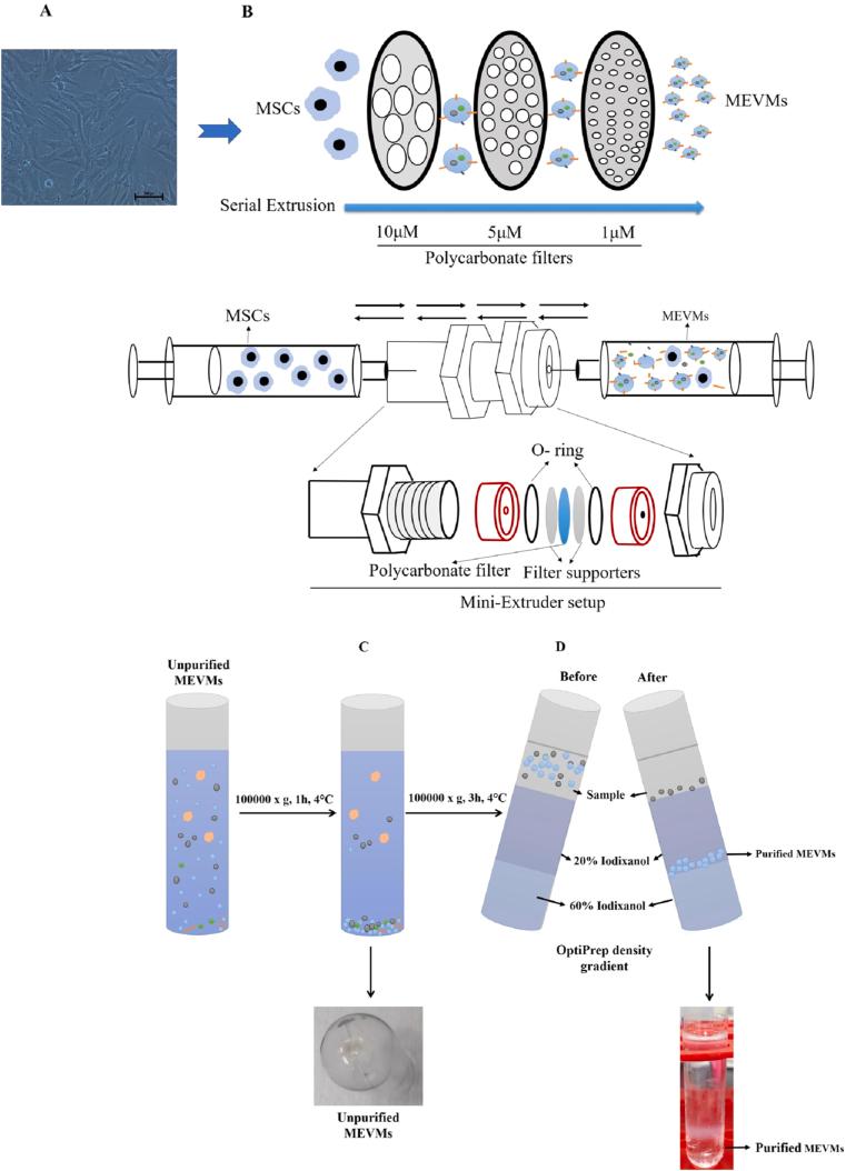 https://cdn.ncbi.nlm.nih.gov/pmc/blobs/969b/11535984/aeea8c0100bc/gr1.jpg