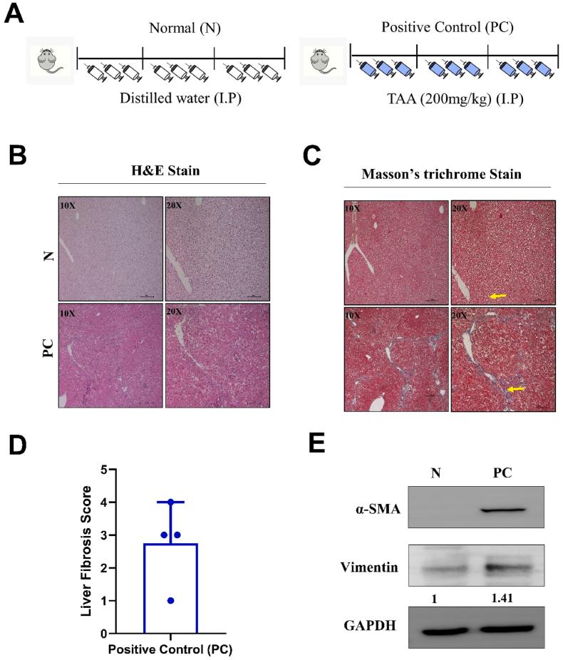 https://cdn.ncbi.nlm.nih.gov/pmc/blobs/969b/11535984/d410cd272294/gr4.jpg