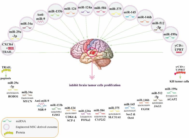 https://cdn.ncbi.nlm.nih.gov/pmc/blobs/969d/9764546/795095559030/13287_2022_3212_Fig3_HTML.jpg