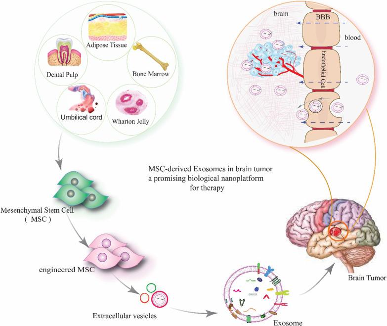 https://cdn.ncbi.nlm.nih.gov/pmc/blobs/969d/9764546/931cb9470d31/13287_2022_3212_Fig1_HTML.jpg