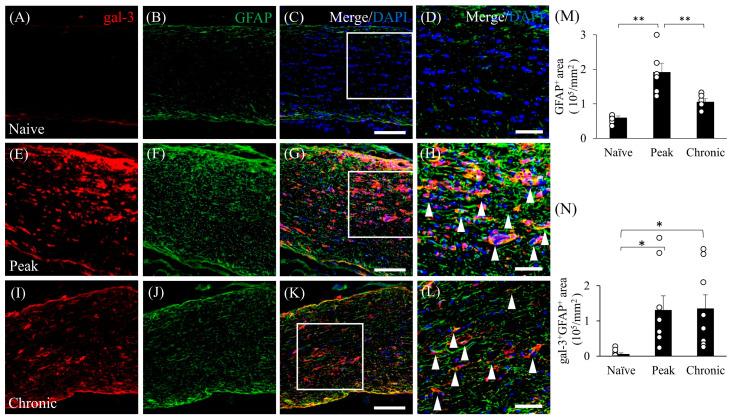 https://cdn.ncbi.nlm.nih.gov/pmc/blobs/96ac/11011492/8547e39724d5/cells-13-00612-g003.jpg