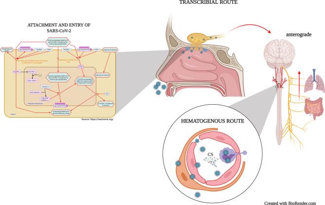 https://cdn.ncbi.nlm.nih.gov/pmc/blobs/96ae/7878381/c505cb1f0455/fimmu-11-621735-g001.jpg